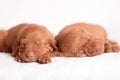 Hungarian Vizsla dogs on the white background