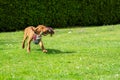Adorable Hungarian Vizsla puppy running in a garden with colorful tug of war rope in mouth.