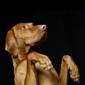 An adorable Hungarian vizsla standing on hind legs