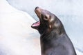 Adorable hungry sea lion seal with opened mouth and smooth wet skin head shoot