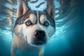 Adorable husky dog with blue eyes dives under water, muzzle close-up. Royalty Free Stock Photo