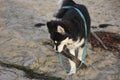 Cute husky puppy playing with a tree branch Royalty Free Stock Photo