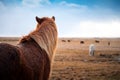 Adorable Icelandic horses in the field, Iceland road trip Royalty Free Stock Photo