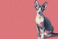Sphynx cat on a pink background, cartoon style Royalty Free Stock Photo