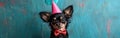Cute Chihuahuas Celebrating Sylvester\'s Birthday and New Year\'s Eve with a Funny Greeting Card on Blue Wall Texture Royalty Free Stock Photo