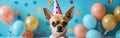 Cute Chihuahuas Celebrating Sylvester\'s Birthday and New Year\'s Eve with a Funny Greeting Card on Blue Wall Texture Royalty Free Stock Photo