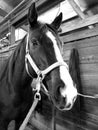 Black and white photo of a Black horse Royalty Free Stock Photo