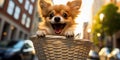 Adorable image of a small dog peeking out of a bicycle basket as its owner rides through city streets, concept of Cute