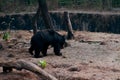 Adorable Indian sloth bear walking in the forest. Royalty Free Stock Photo