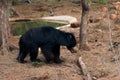 Adorable Indian sloth bear walking in the forest. Royalty Free Stock Photo