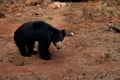 Adorable Indian sloth bear walking in the forest. Royalty Free Stock Photo