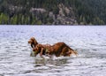 Adorable Irish setters playing in the water