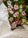 Adorable Italian Kitten