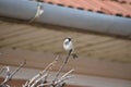 Adorable Italian sparrow perched on the top of tree branch with building rood in the background Royalty Free Stock Photo