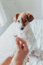 Adorable jack russell dog getting a cookie as a treat for good behavior from the hand of its owner. Home leisure. Love concept