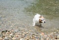 JACK RUSSELL DOG SHAKING OFF WATER IN THE RIVER Royalty Free Stock Photo