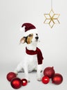 Adorable Jack Russell Retriever puppy wearing a Santa hat