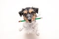 Adorable Jack Russell Terrier dog holds a pencil in his mouth. Cute office dog is looking up