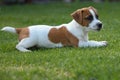 Adorable Jack Russell Terrier dog in a lush, grassy meadow.