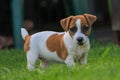 Adorable Jack Russell Terrier dog in a lush, grassy meadow.