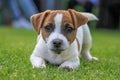 Adorable Jack Russell Terrier dog in a lush, grassy meadow.