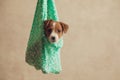Adorable jack russell terrier dog wrapped in a cloth