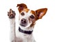 Adorable Jack Russell Terrier giving a high five. Perfect for pet lovers. Ideal for greeting cards and posters. AI