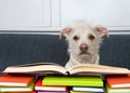 Terrier puppy dog wearing a turtleneck sweater with piles of books Royalty Free Stock Photo