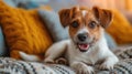 Adorable Jack Russell Terrier Relaxing on Cozy Sofa with Colorful Cushions