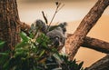 Adorable Japanese Arborped Koala perched atop a tree limb, enjoying the surrounding nature