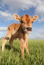 Baby calf standing in spacious grassy field