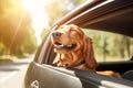 Adorable and joyful lap dog on an exciting road trip, gazing out of car window on a sunny summer day