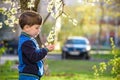 Adorable kid boy portrait in blooming cherry garden, walking outdoor. child exploring flowers on bloom tree Royalty Free Stock Photo