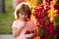 Adorable kid eating strawberry. Little boy picking strawberries. Royalty Free Stock Photo