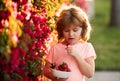 Adorable kid eating strawberry. Little boy picking strawberries. Royalty Free Stock Photo