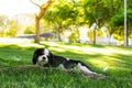 Adorable King Charles Cavalier lay on a green grass in sunny spring time park peaceful bright outdoor natural environment