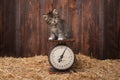 Adorable Kitten on Antique Vintage Scale Royalty Free Stock Photo