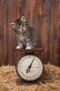 Adorable Kitten on Antique Vintage Scale Royalty Free Stock Photo