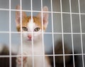 Adorable kitten in cage at shelter