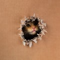 Adorable kitten clawing and biting at hole in cardboard box. Ginger tabby cat Royalty Free Stock Photo