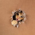 Adorable kitten clawing and biting at hole in cardboard box. Ginger tabby cat