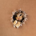 Adorable kitten clawing and biting at hole in cardboard box. Ginger tabby cat Royalty Free Stock Photo