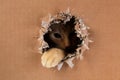 Adorable kitten clawing and biting at hole in cardboard box. Ginger tabby cat Royalty Free Stock Photo