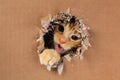 Adorable kitten clawing and biting at hole in cardboard box. Ginger tabby cat Royalty Free Stock Photo