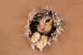 Adorable kitten clawing and biting at hole in cardboard box. Ginger tabby cat Royalty Free Stock Photo