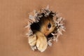 Adorable kitten clawing and biting at hole in cardboard box. Ginger tabby cat Royalty Free Stock Photo