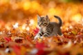 Adorable Kitten Frolics Joyfully Amidst A Sea Of Vibrant Autumn Foliage