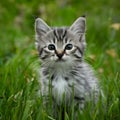 Adorable kitten gazes curiously at camera in outdoor setting