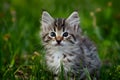 Adorable kitten gazes curiously at camera in outdoor setting