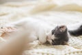 Adorable kitten grooming in autumn leaves on soft blanket. Autumn cozy mood. Cute white and grey kitty cleaning paw and relaxing